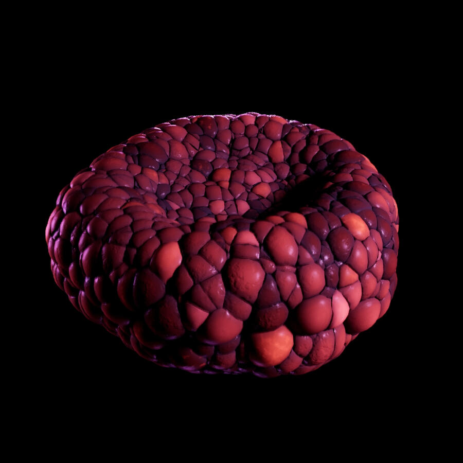 Red Blood Cell